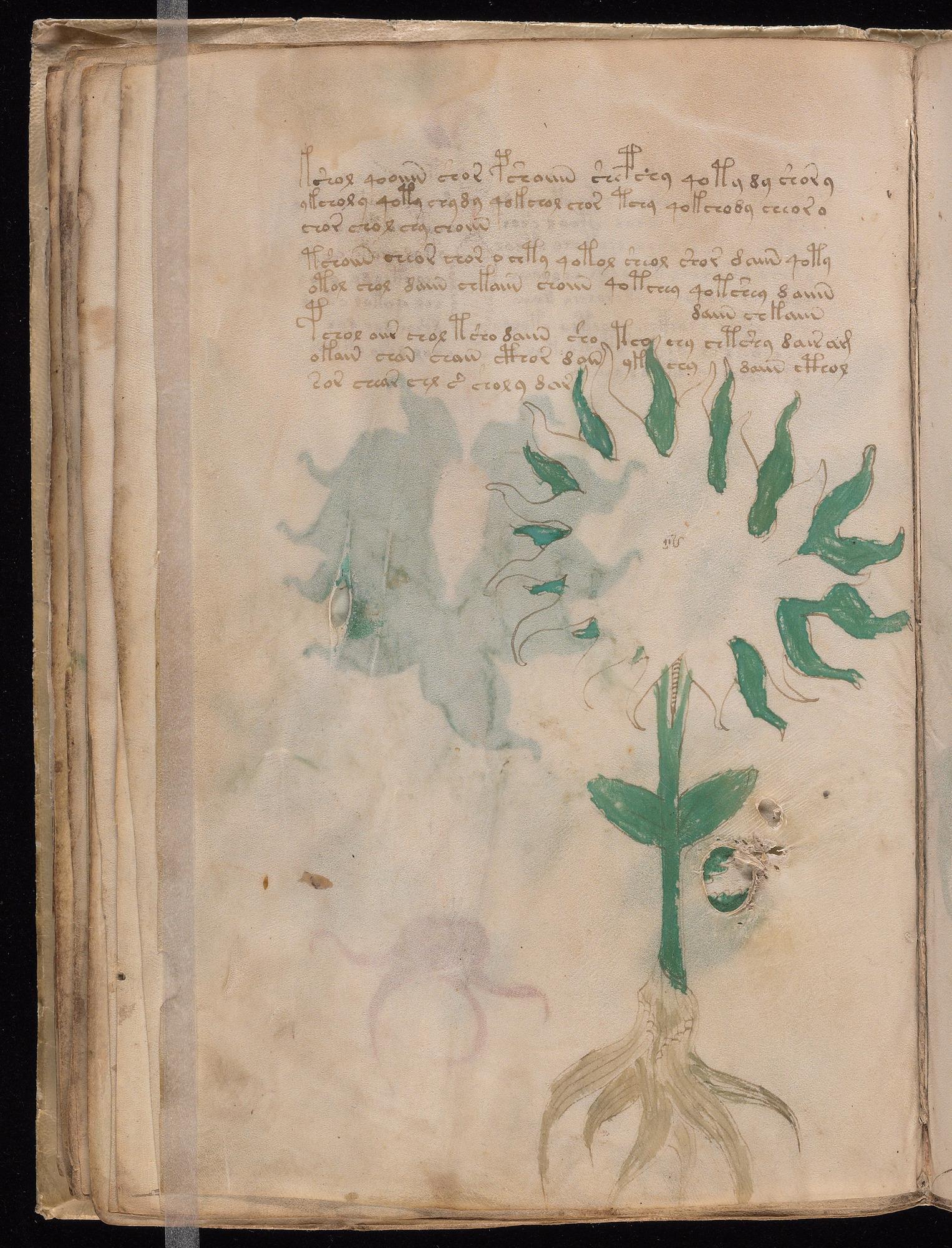 Voynich Manuscript folio f28v — Beinecke MS 408